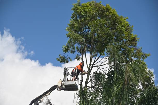 Tree and Shrub Care in La Junta, CO